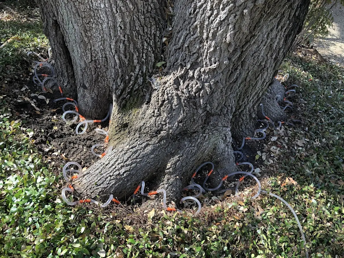 Detailed Tree Cabling and Bracing job site in Winterville