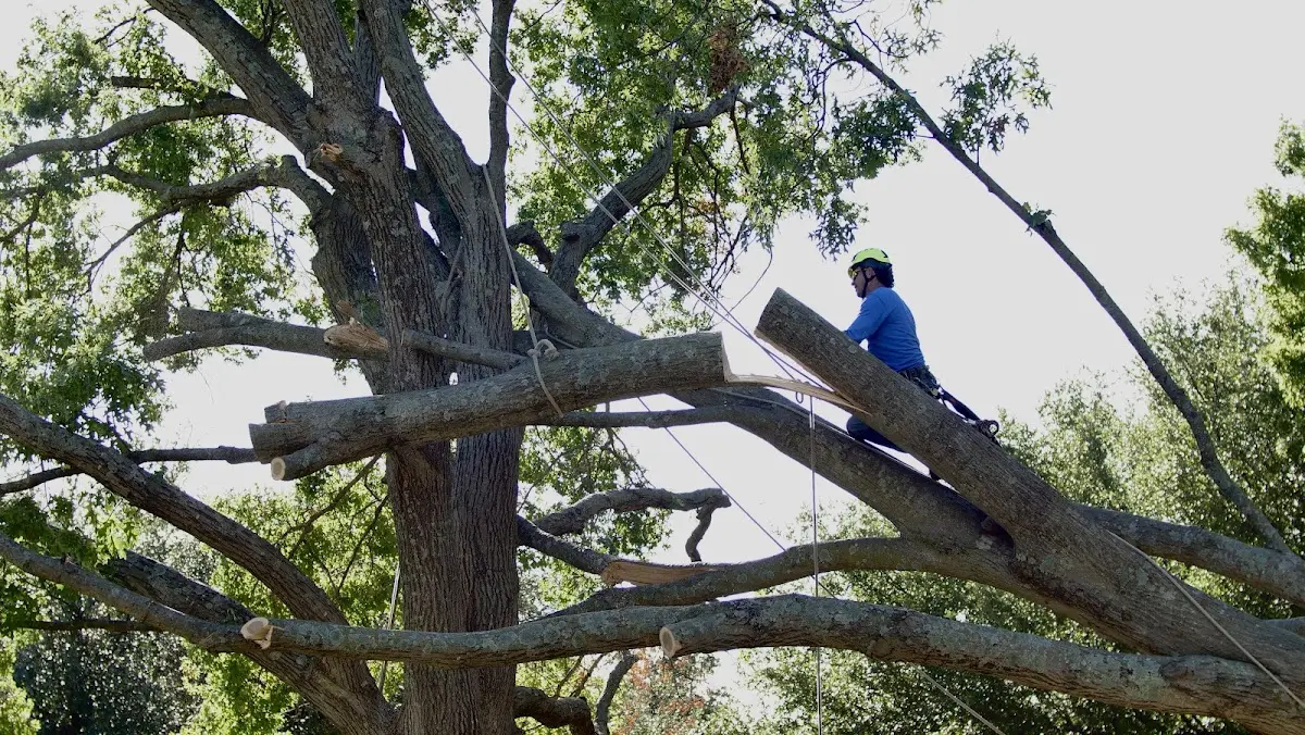 Professional Hazardous Tree Removal performed by certified arborists in Winterville
